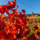 Herbst im Rheingau