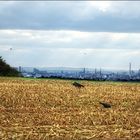 Herbst im Rheinisch-Bergischen Kreis...