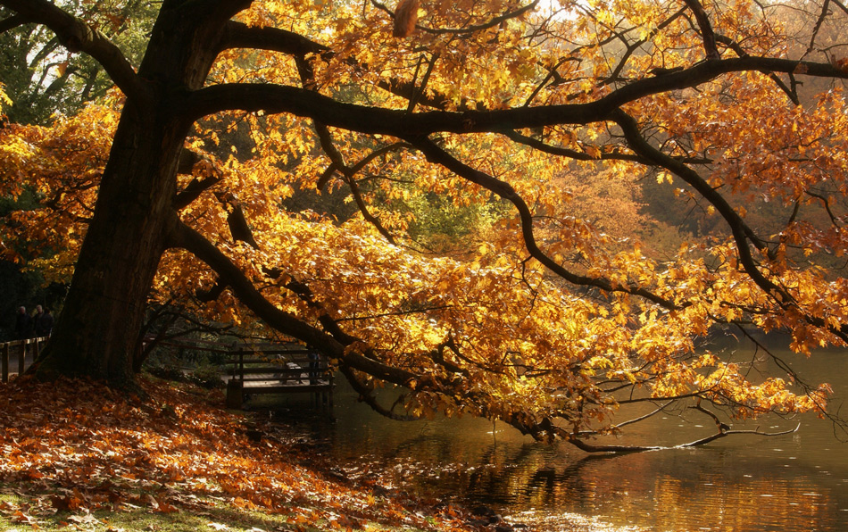 Herbst im Rombergpark