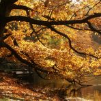 Herbst im Rombergpark