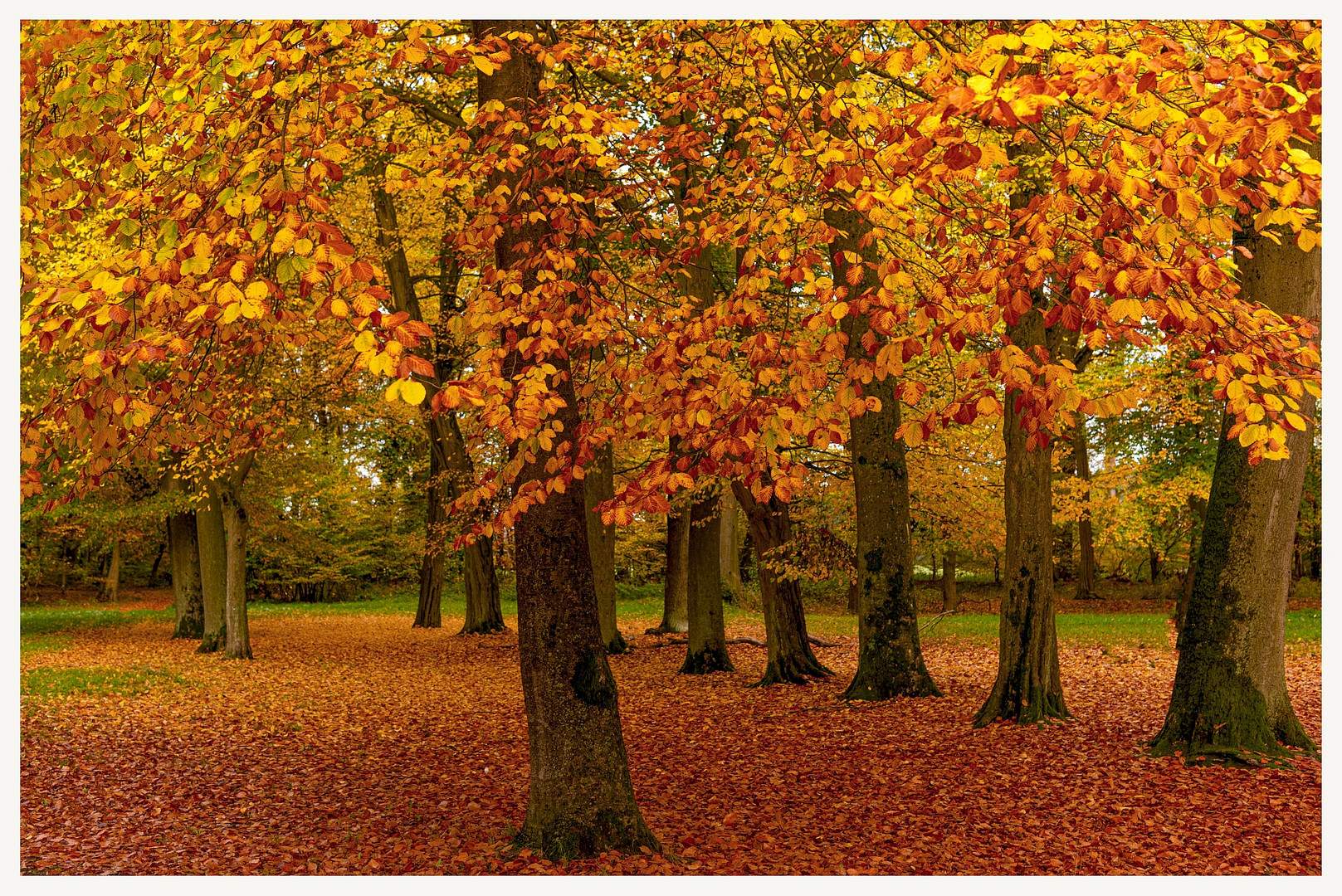 Herbst im Rosengarten Amt Neuhaus