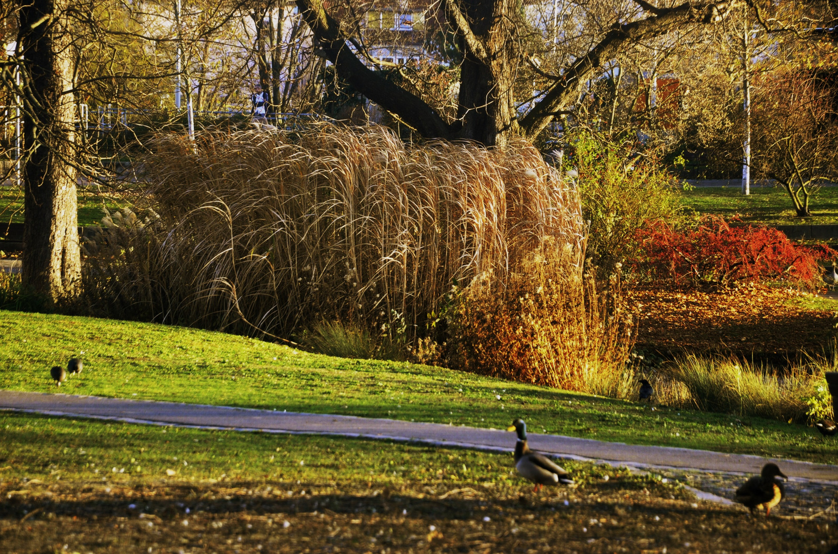 Herbst im Rosensteinpark 2