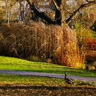 Herbst im Rosensteinpark 2