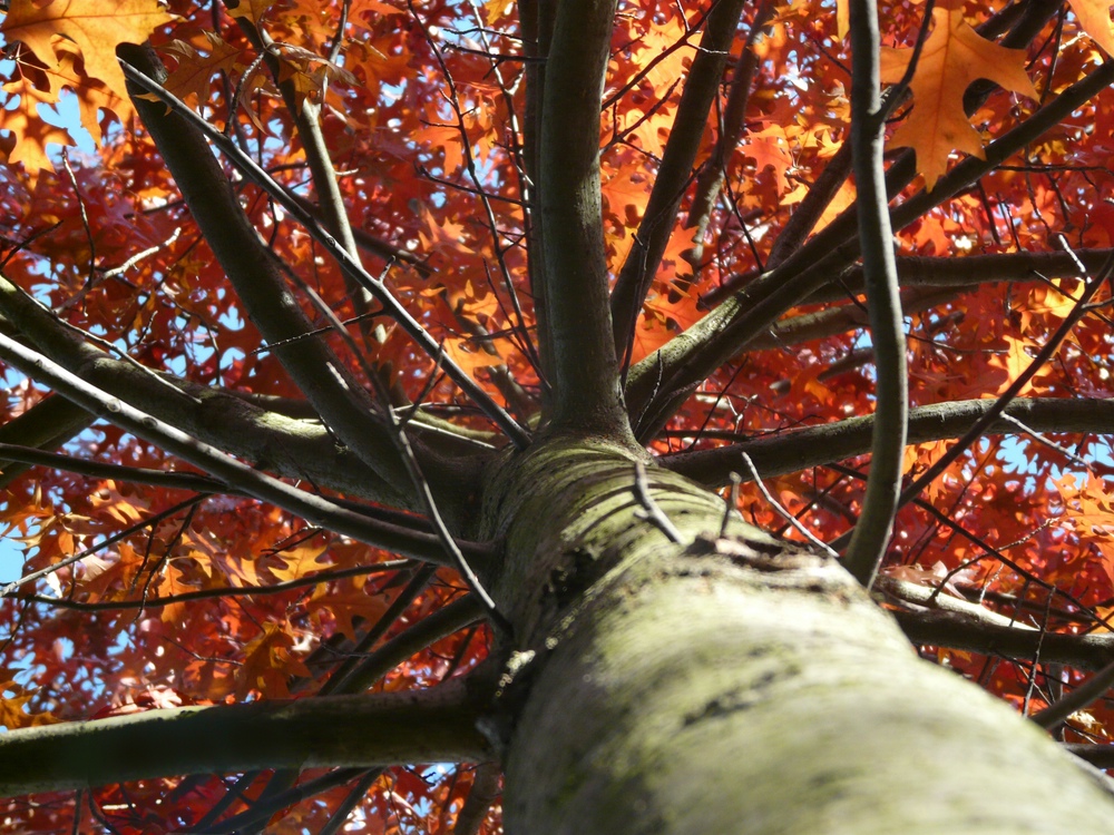 Herbst im Rot