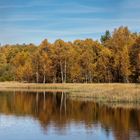 Herbst im Roten Moor