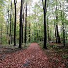 Herbst im Ruhewald / Bürgerholz