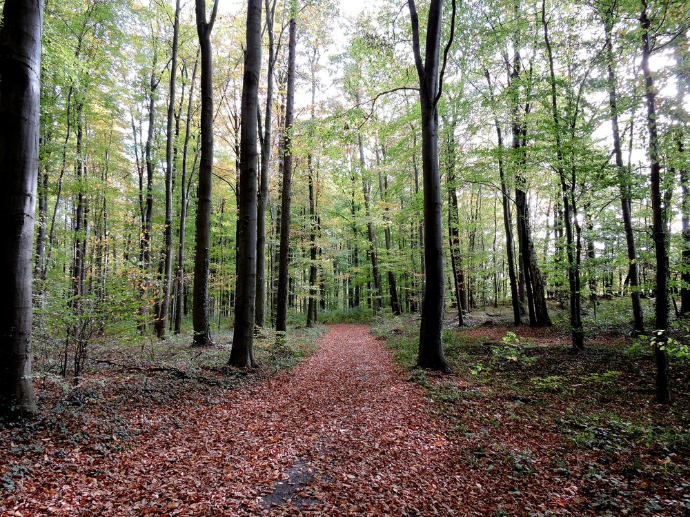 Herbst im Ruhewald / Bürgerholz