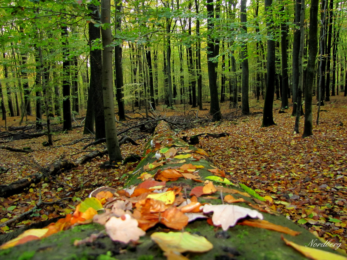 Herbst im Saarland