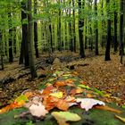 Herbst im Saarland