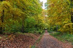 Herbst im Saarwald