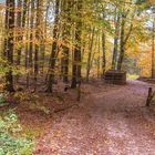 Herbst im Sachsenwald