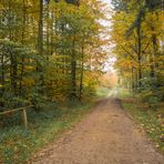 Herbst im Sachsenwald