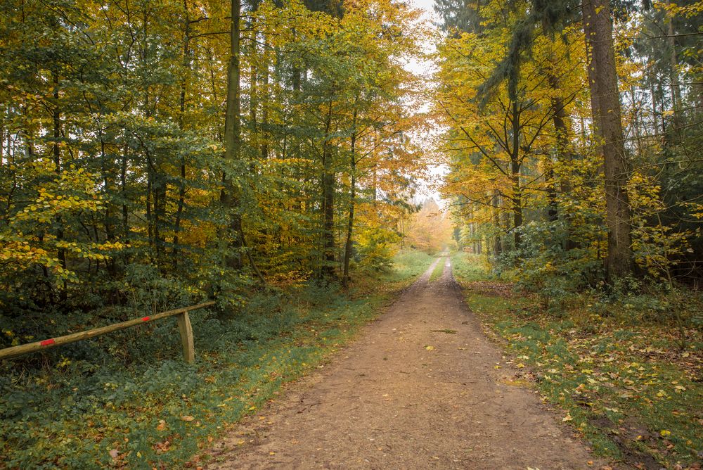 Herbst im Sachsenwald