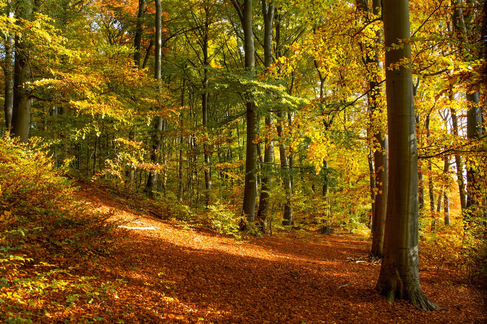 Herbst im Sachsenwald