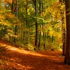 Herbst im Sachsenwald