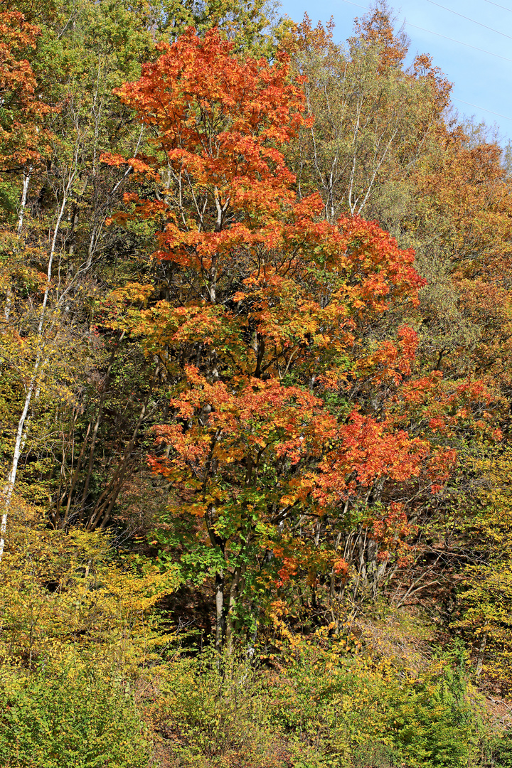 Herbst im Sauerland 1