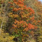 Herbst im Sauerland 1