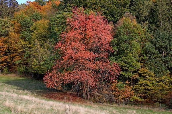 Herbst im Sauerland 2
