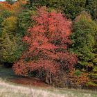 Herbst im Sauerland 2