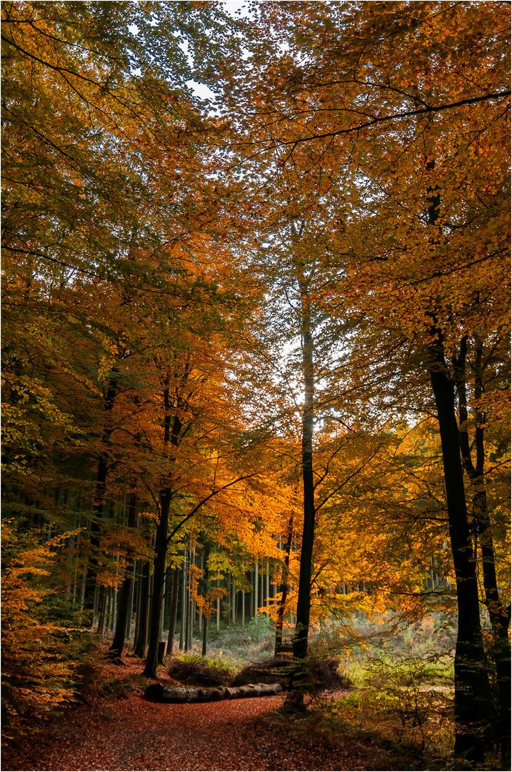 Herbst im Sauerland ...