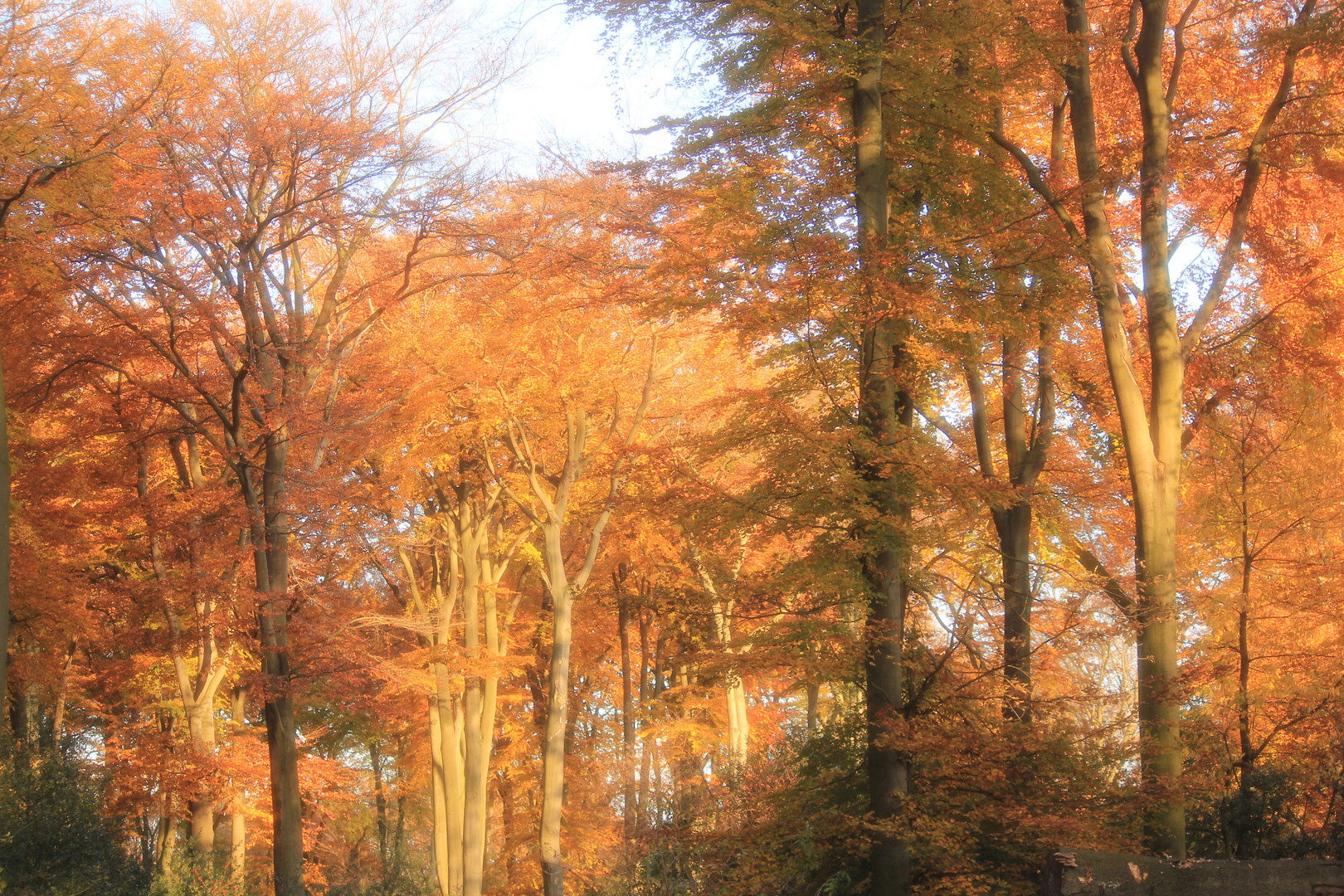 Herbst im Schellenberger Wald Essen