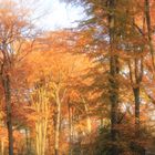 Herbst im Schellenberger Wald Essen