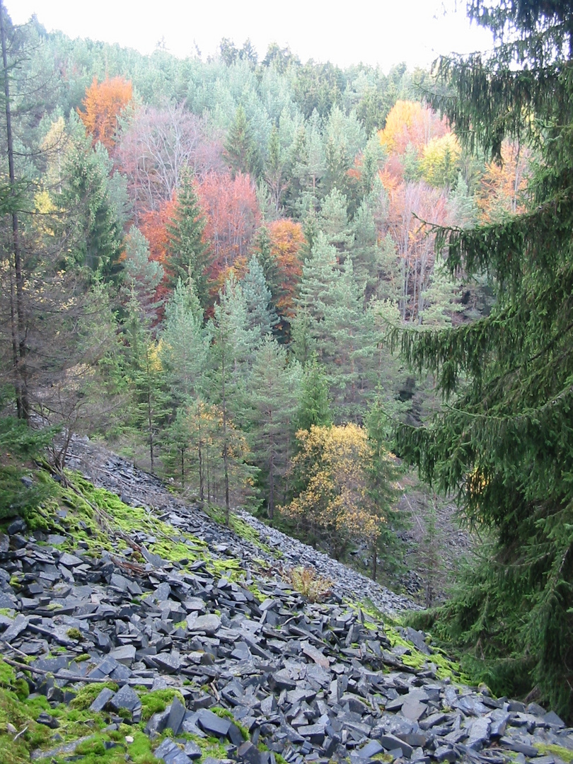 Herbst im Schieferwald