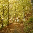 Herbst im Schlitzerland