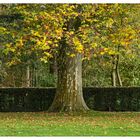 Herbst im Schloßgarten