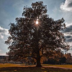 Herbst im Schloßgarten Karlsruhe