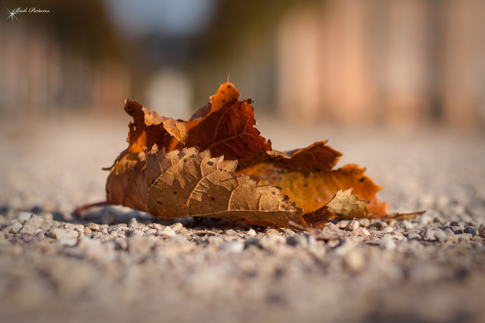 Herbst im Schlossgarten Schwetzingen