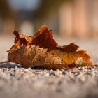 Herbst im Schlossgarten Schwetzingen