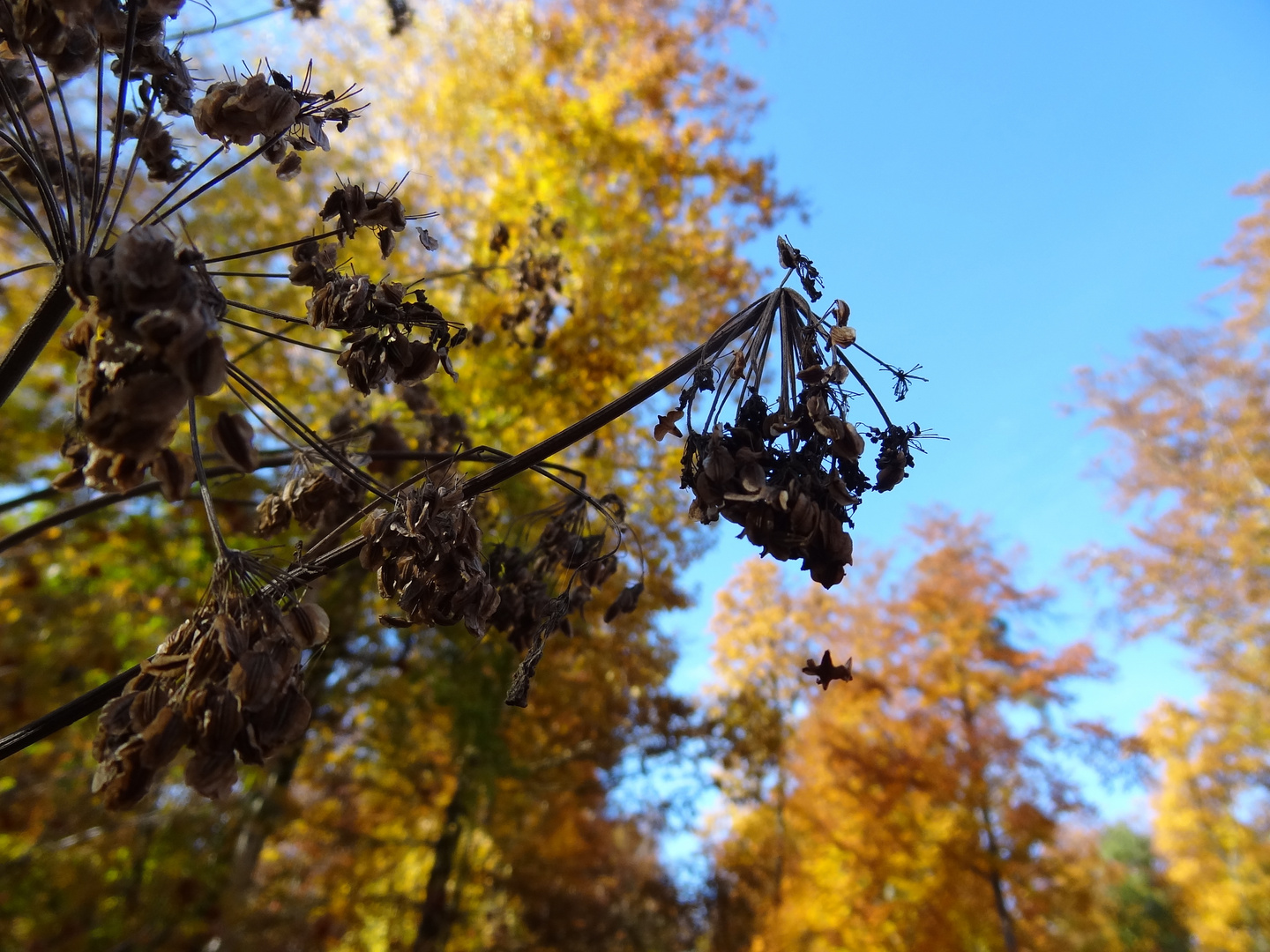 Herbst im Schlossgarten Solitude