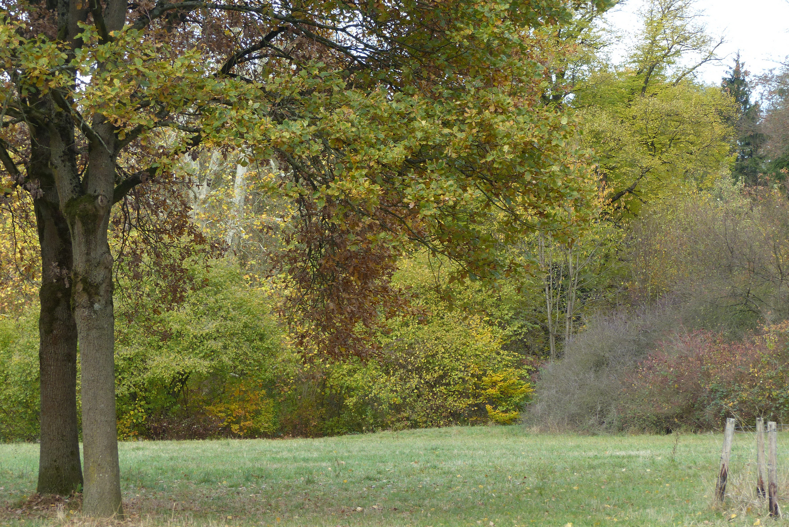 Herbst im Schlosspark 2 - November 2018