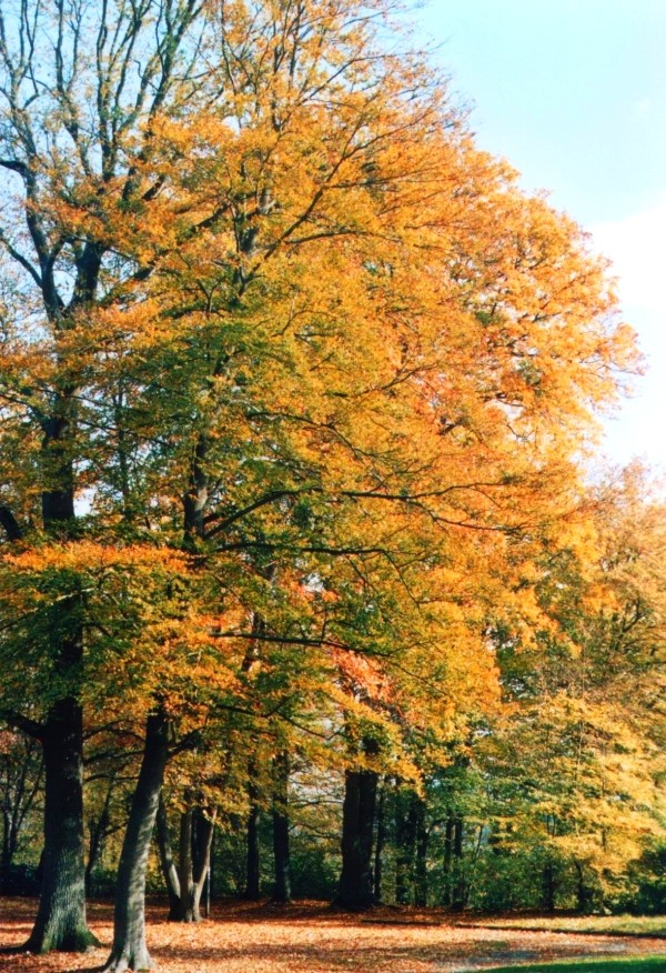 Herbst im Schlosspark