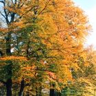 Herbst im Schlosspark