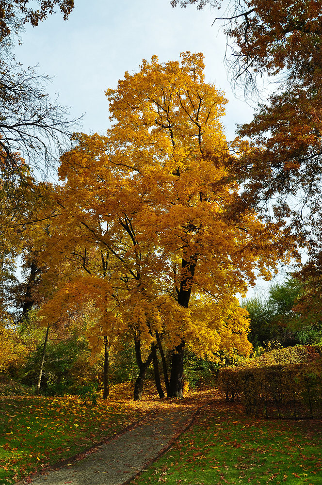 Herbst Im Schlosspark