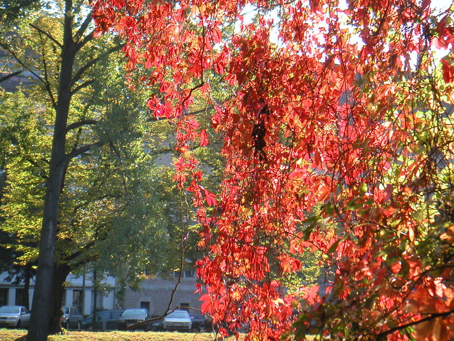 Herbst im Schlosspark