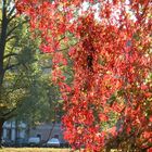 Herbst im Schlosspark