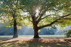 Herbst im Schlosspark