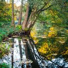 Herbst im Schlosspark Brühl III