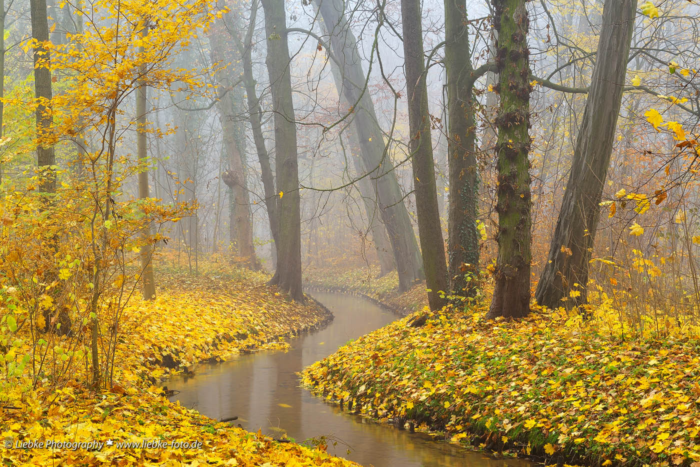 Herbst im Schlosspark Buch