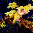 Herbst im Schlosspark