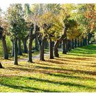 Herbst im Schloßpark in Enns