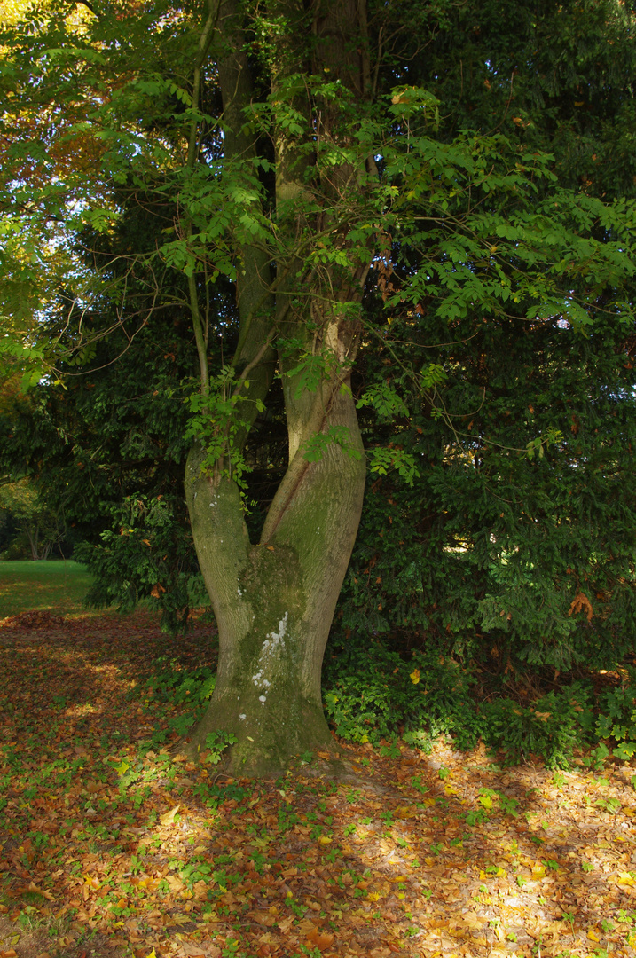 Herbst im Schlosspark Krumke