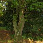 Herbst im Schlosspark Krumke