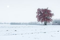 Herbst im Schnee