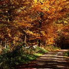 Herbst im Schönbuch