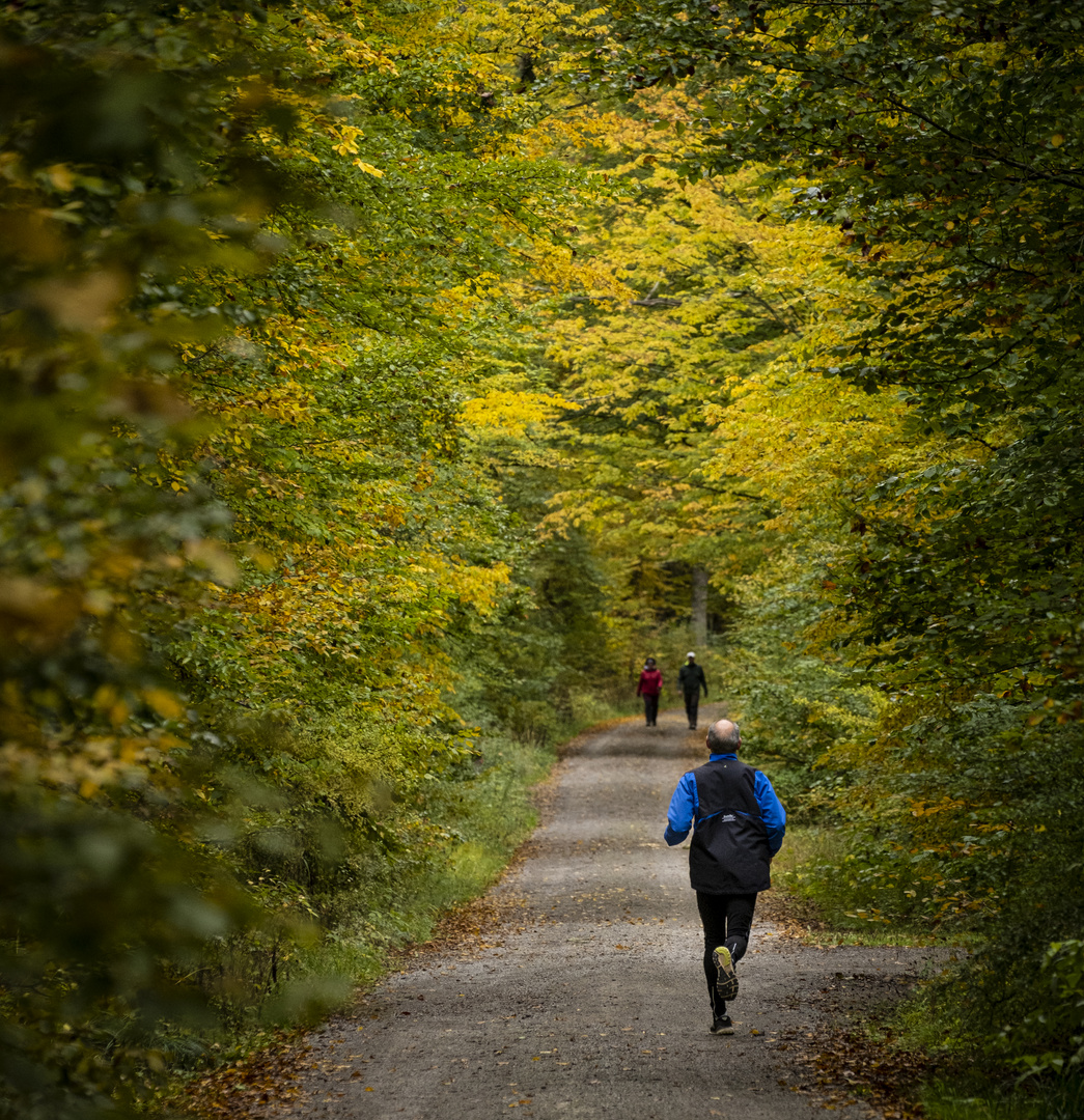 Herbst im Schönbuch