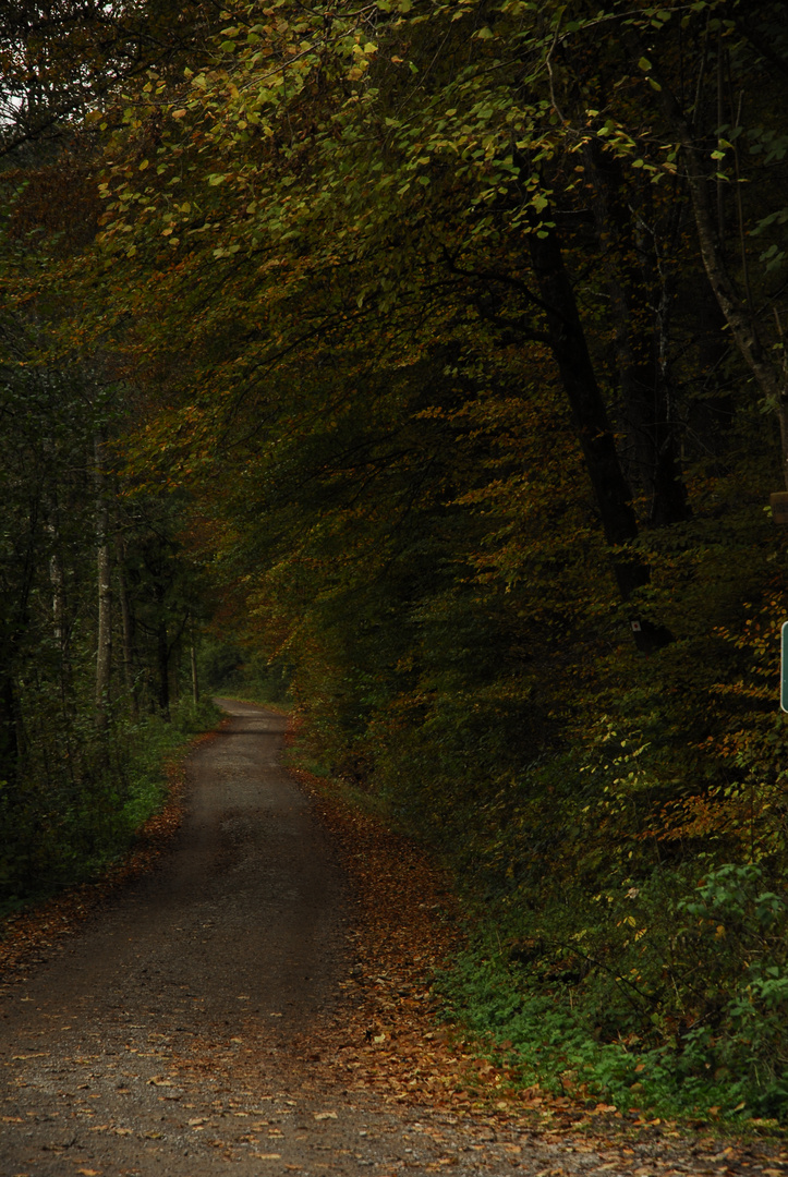 Herbst im Schönbuch